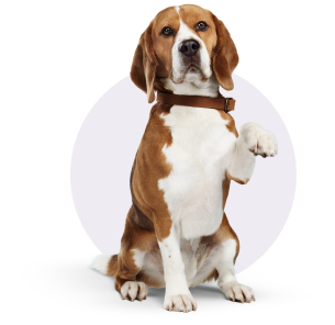 Beagle sitting with one paw up with purple background circle