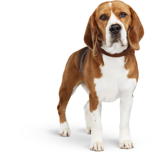 Beagle standing