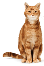 Bravecto for Cats - us-bravecto-com