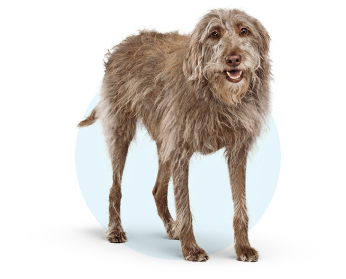 Grey shaggy dog standing with blue background circle