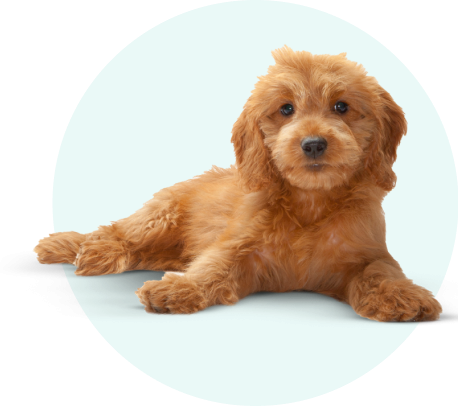Golden puppy laying down with green background circle