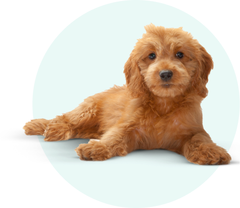 Golden puppy laying down with green background circle
