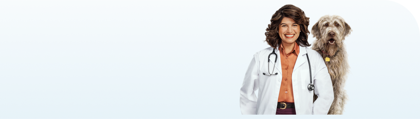 Veterinarian with grey shaggy dog