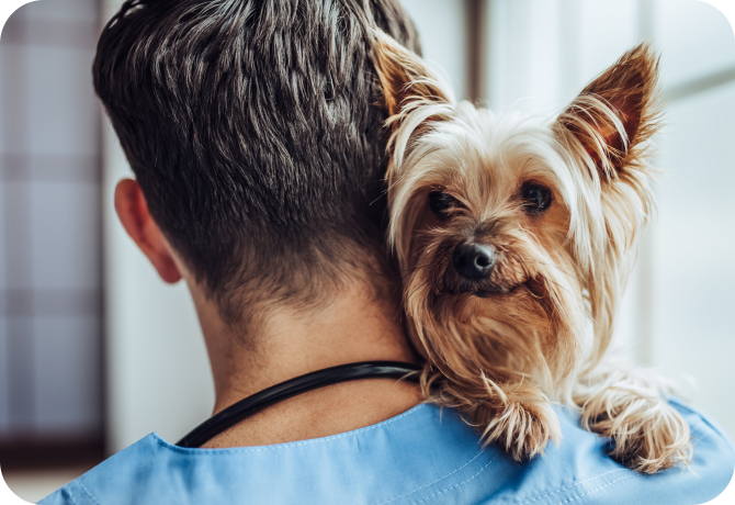 Small dog on vet's shoulders