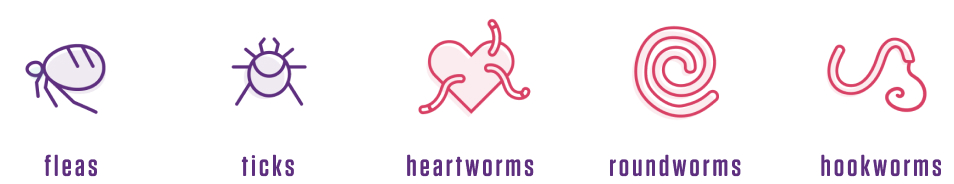 Fleas, Ticks, Heartworms, Roundworms, Hookworms icons