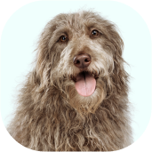 Headshot of grey shaggy dog