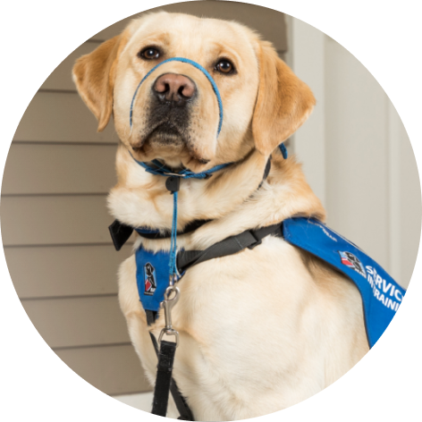 Labrador Retriever service dog trained by NEADS