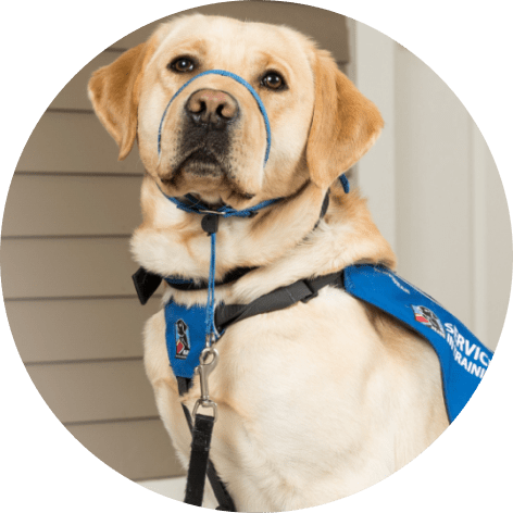 Labrador Retriever service dog trained by NEADS