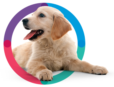 Puppy lying down in multi-colored circle