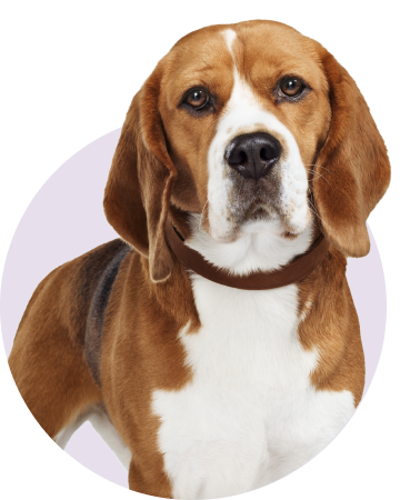 Beagle Best in show dog

