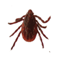 Brown dog tick