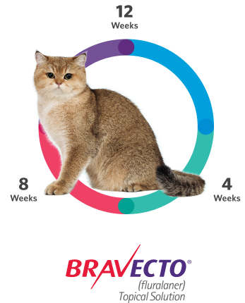 Orange and Grey Cat next to multi-colored bar indicating 12 week protection from Bravecto Topical Solution