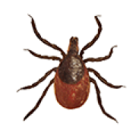 Deer tick