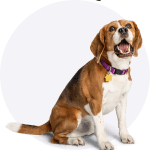 Beagle sitting with purple background circle