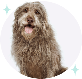 Grey shaggy dog with stars