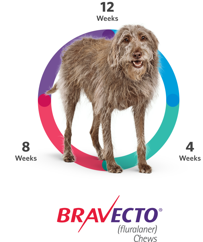 Dog next to multi-colored bar indicating 12 week protection from Bravecto Chews