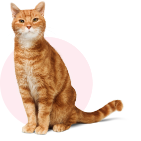 Orange cat sitting with pink background circle