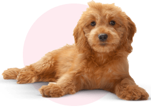 Golden puppy laying down with pink background circle