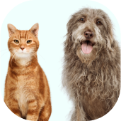 Grey shaggy dog and orange cat together