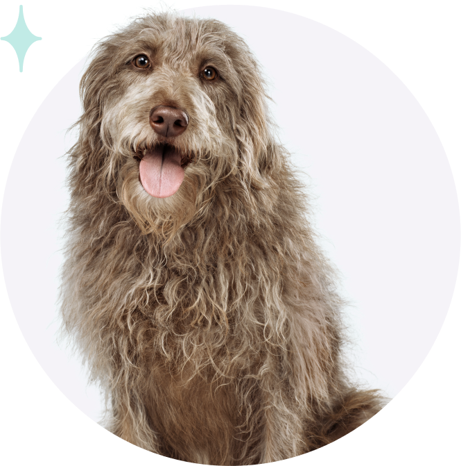 Grey shaggy dog with stars