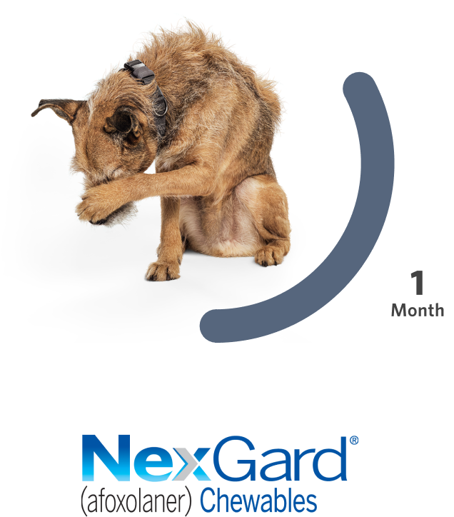 Dog sitting next to grey bar indicating 1 month protection from Nexgard Chewables
