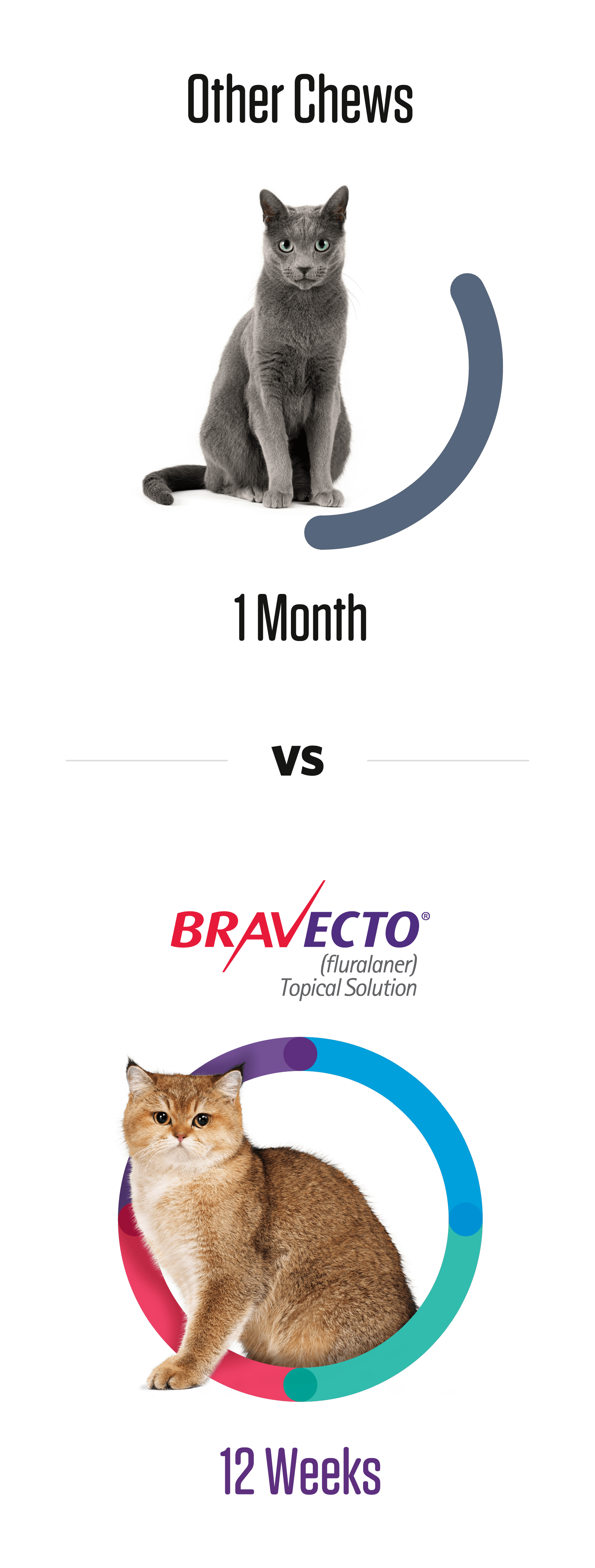 Bravecto for Cats