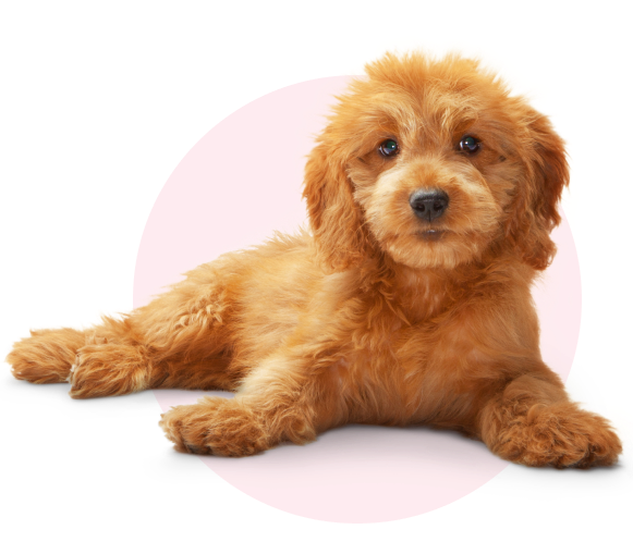 BRAVECTO for Dogs | BRAVECTO