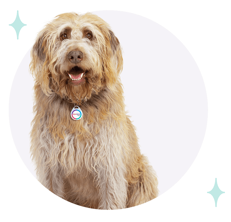 Rebates for BRAVECTO® and SENTINEL® | us-bravecto-com