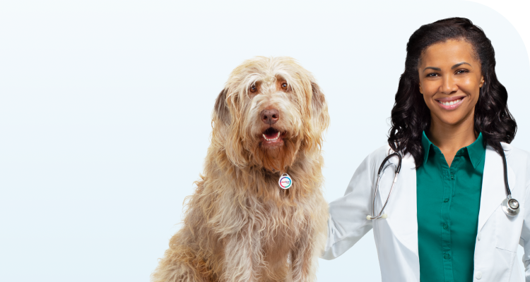 do you need a prescription for bravecto for dogs