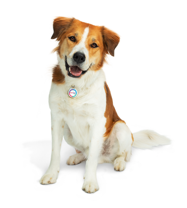 Bravecto For Dogs - us-bravecto-com