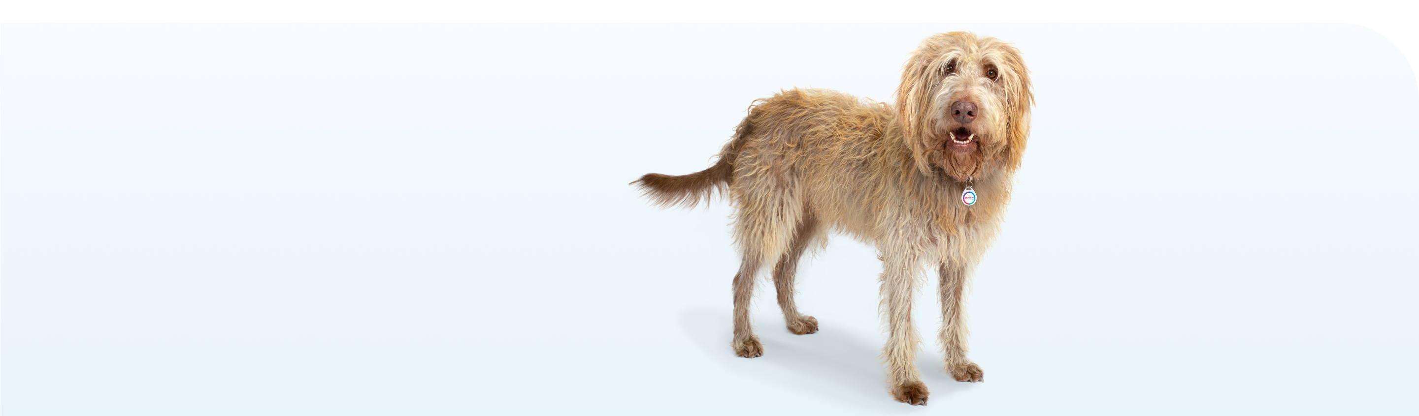 Bravecto topical for dogs us bravecto com