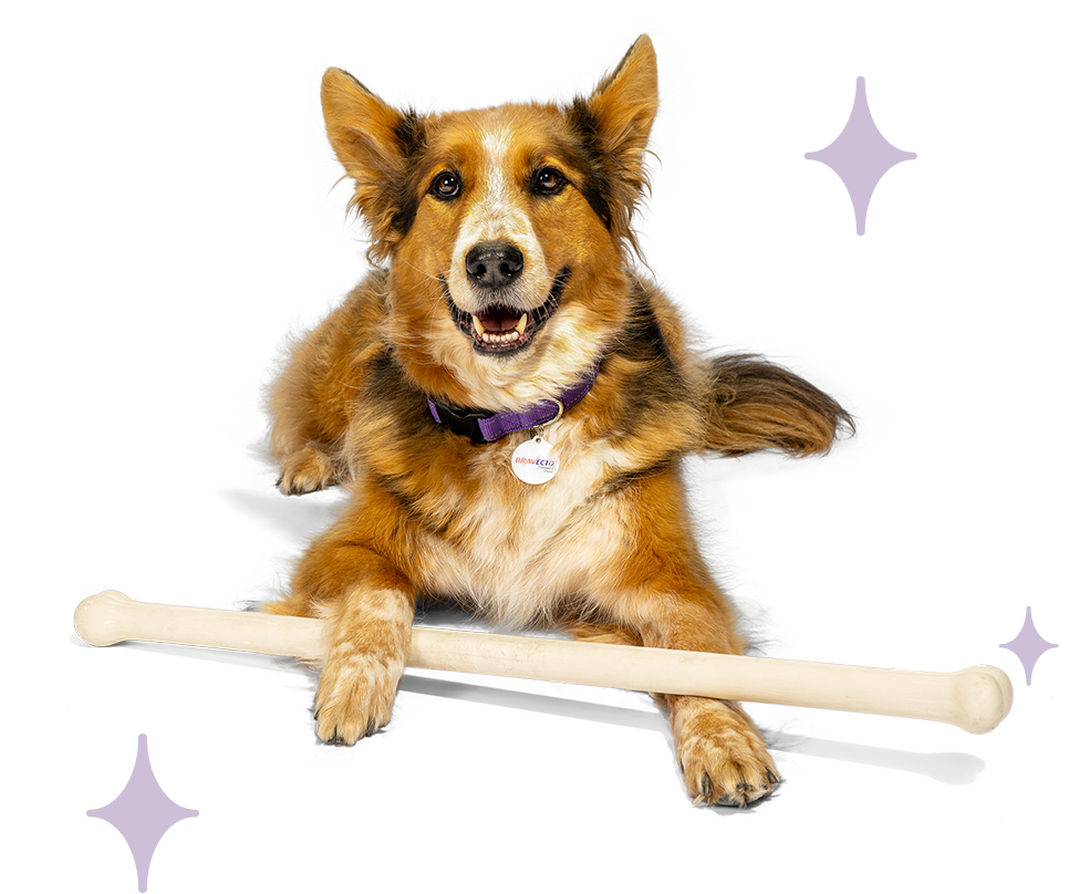 Dog holding a large bone