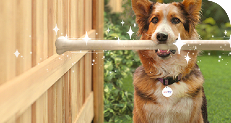 Dog holding a large sparkling bone